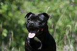 STAFFIE 232